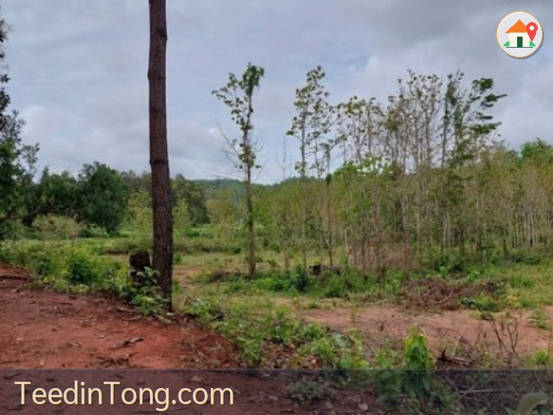 ขายที่ดิน   13 ไร่ +  วิวสวน วิวเขา ต. ห้วยแก้ว แม่ออน  เชียงใหม่