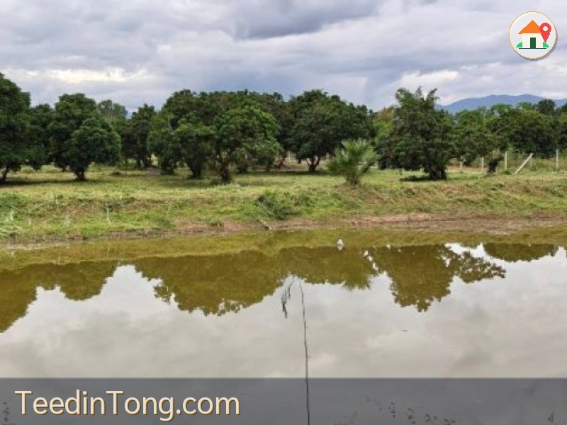 ขาย ที่ดิน ดอยหล่อ เชียงใหม่ 7 ไร่ 2 งาน 36 ตร.ว. ติดถนนทางหลวง 3096  สวนลำไยพร้อมเก็บผลผลิต น้ำสมบูรณ์ เหมาะทำเกษตร/โคกหนองนา/รีสอร์ท