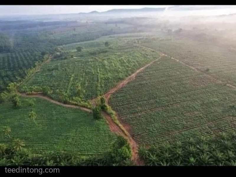 ขายที่ดินแปลงใหญ่ 1,065 ไร่ ผังสีเหลือง ต.หนองไผ่แก้ว อ.บ้านบึง จ.ชลบุรี