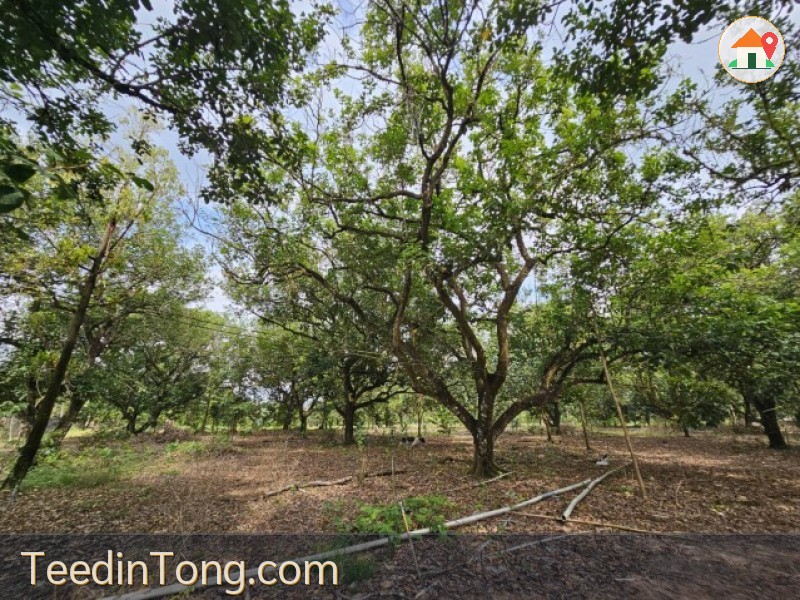 พิกัด : วัดหินกอง ต.วังใหม่ อ.นายายอาม จ.จันทบุรี พร้อมผลผลิต