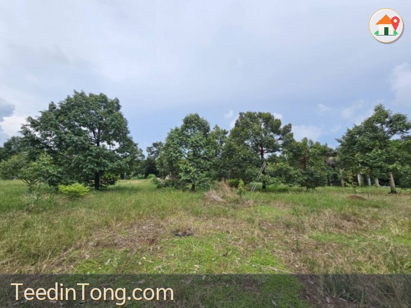 สวนพร้อมผลผลิต ทำเลดี ต.วังกระแจะ อ.เมืองตราด จ.ตราด